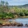 Pafuri Tented Camp - 185034