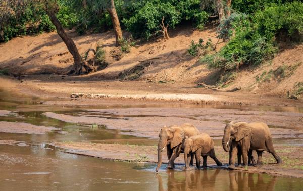 Pafuri Tented Camp - 185036
