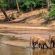 Pafuri Tented Camp - 185036
