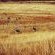 Grey Goose Game Lodge - 185558