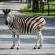 Grey Goose Game Lodge - 185562