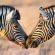 Grey Goose Game Lodge - 185567