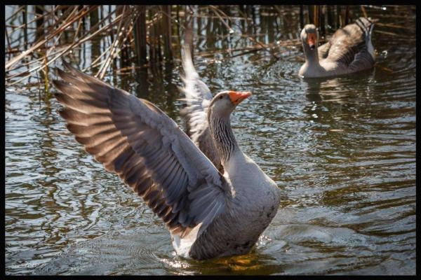 Grey Goose Game Lodge - 185576