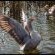 Grey Goose Game Lodge - 185576