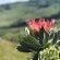 Grey Goose Game Lodge - 185584