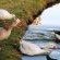 Grey Goose Game Lodge - 185589