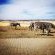 Grey Goose Game Lodge - 185591