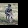 Grey Goose Game Lodge - 185597