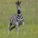 Grey Goose Game Lodge - 185601