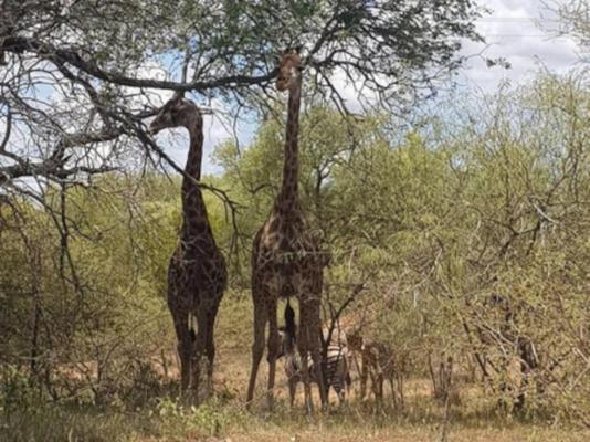 Thandolwami Bushlodge - 186111