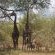 Thandolwami Bushlodge - 186111