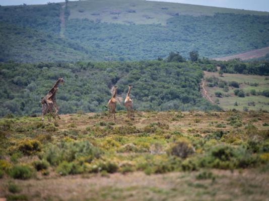 Umbono Private Game Lodge - 188222