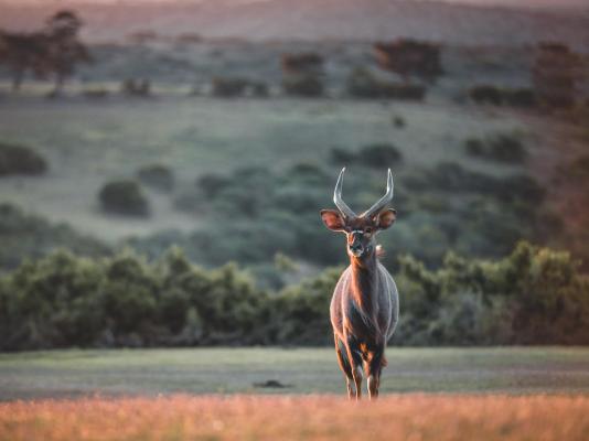 Umbono Private Game Lodge - 188223