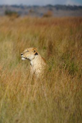 Game Drive Sighting