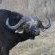 Game Drive Sighting