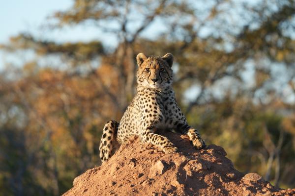 Game Drive Sighting