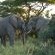 Game Drive Sighting