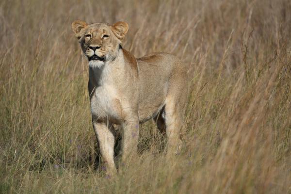 Game Drive Sighting