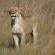 Game Drive Sighting