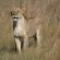 Game Drive Sighting