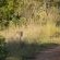 Game Drive Sighting