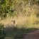 Game Drive Sighting
