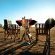 Game Drive Sundowner