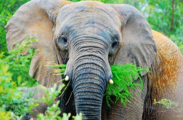 Entabeni Wildside Tented Camp - 190204