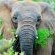 Entabeni Wildside Tented Camp - 190204