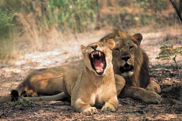 Entabeni Wildside Tented Camp - 190206