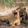 Entabeni Wildside Tented Camp - 190206
