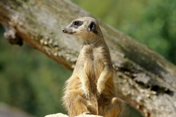 Bushveld Bliss - 190338
