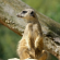 Bushveld Bliss - 190338