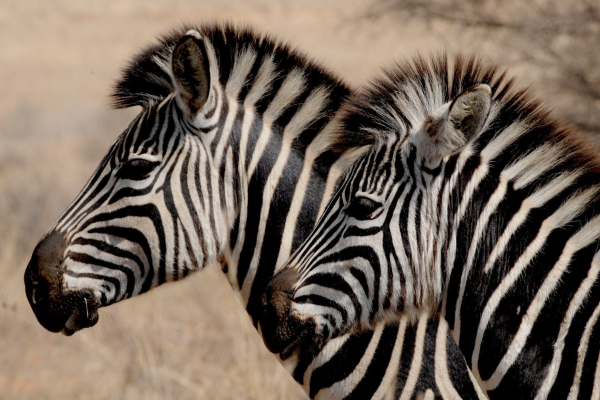 Bushveld Bliss - 190343