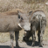 Bushveld Bliss - 190345