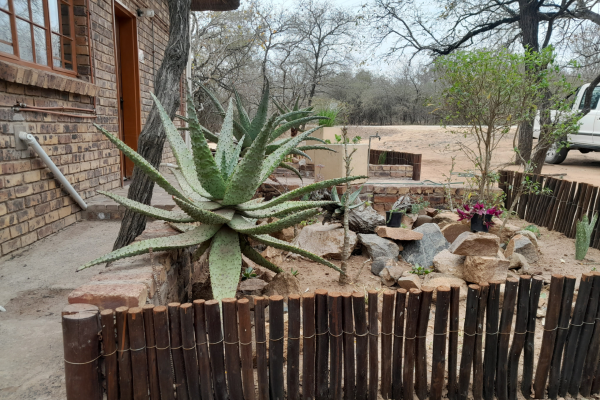 Bushveld Bliss - 190353