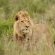 Botlierskop Private Game Reserve - 192054