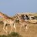 Botlierskop Private Game Reserve - 192058
