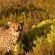 Botlierskop Private Game Reserve - 192061