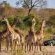 Jock Safari Lodge - 192112