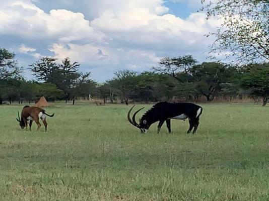 Sambane Game Lodge - 192158