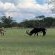 Sambane Game Lodge - 192158
