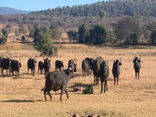 Sambane Game Lodge - 192168