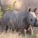 Inkwenkwezi Private Game Reserve - 193057