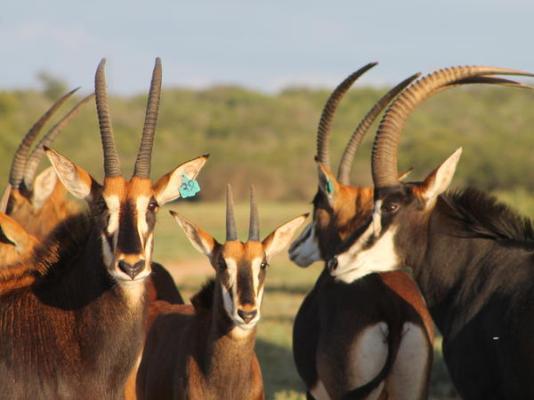 Bhejane Game Reserve - 194042