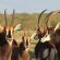 Bhejane Game Reserve - 194042
