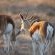 Motswiri Private Safari Lodge - 194778
