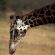 Motswiri Private Safari Lodge - 194779