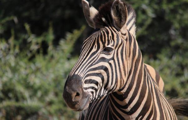 Motswiri Private Safari Lodge - 194780