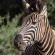 Motswiri Private Safari Lodge - 194780